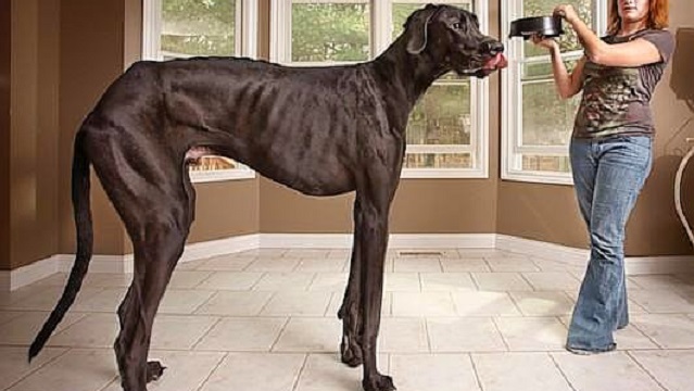 Dünyanın en uzun köpeği hayatını kaybetti